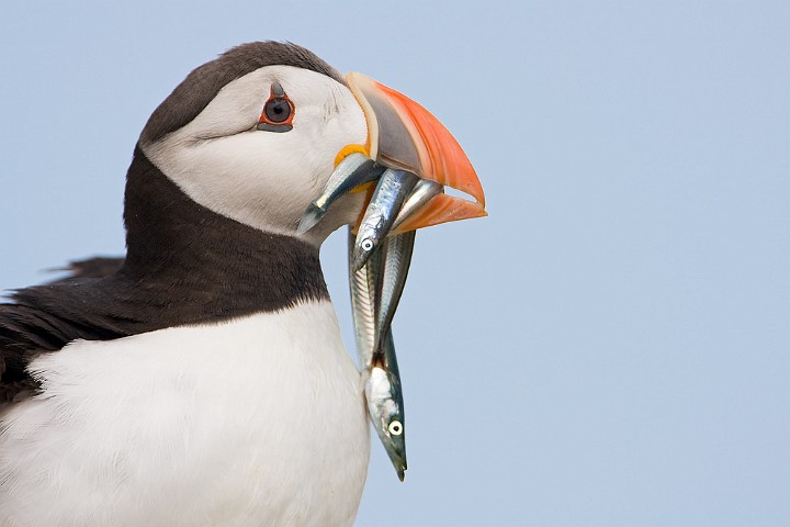 Papageitaucher Fratercula arctica Atlantic Puffin